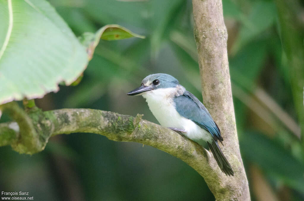 Martin-chasseur vénéré mâle adulte, identification