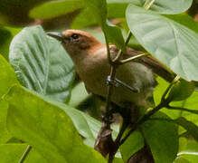 Tahiti Monarch