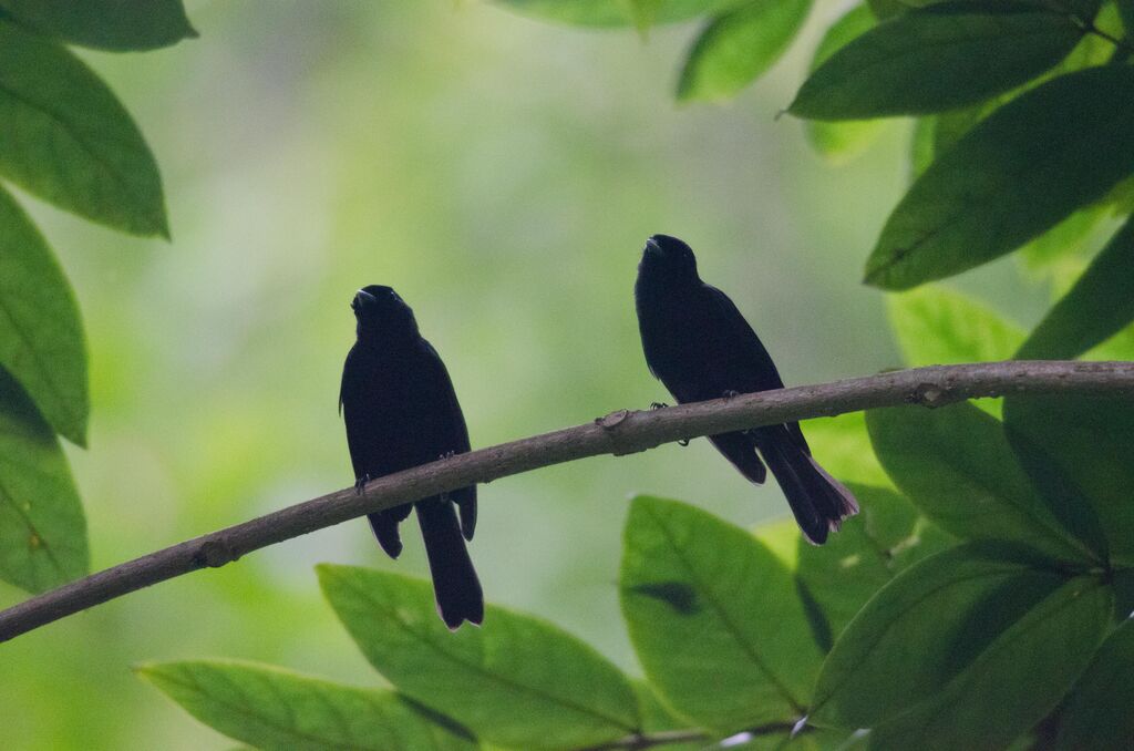 Tahiti Monarchadult