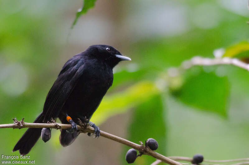 Tahiti Monarchadult, identification