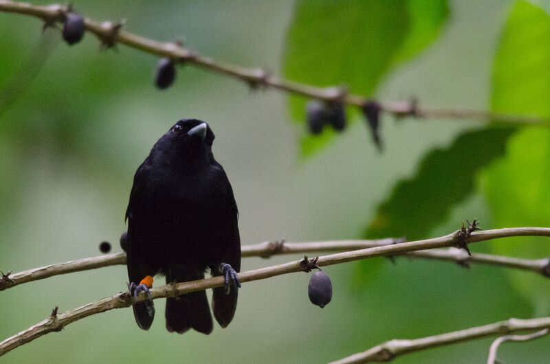 Tahiti Monarchadult