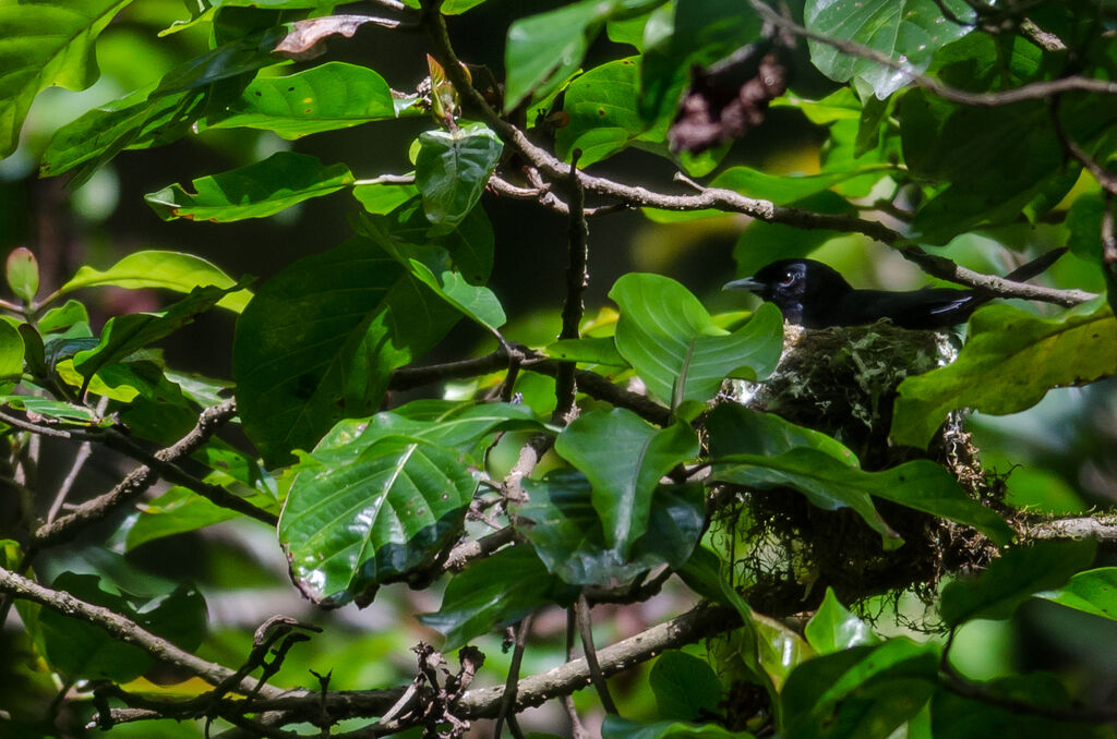 Tahiti Monarch