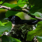 Monarque de Tahiti