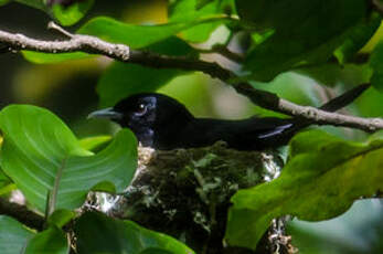 Monarque de Tahiti