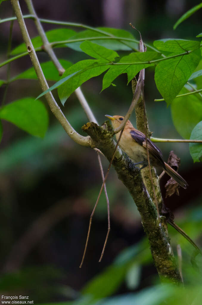 Tahiti Monarchimmature, identification