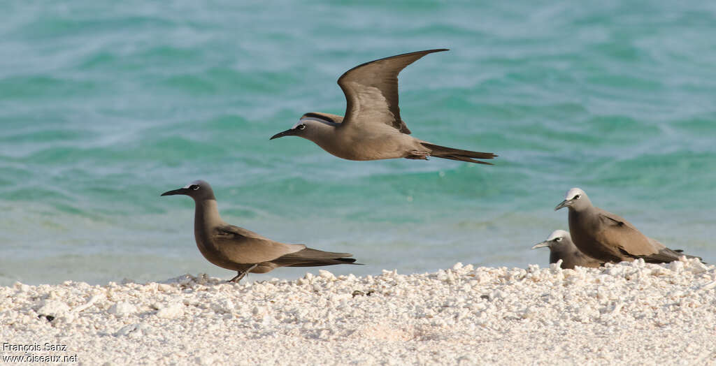 Brown Noddyadult, habitat, pigmentation