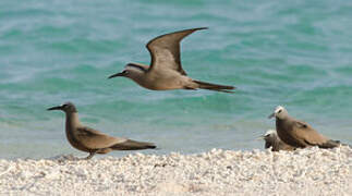 Brown Noddy