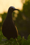 Brown Noddy