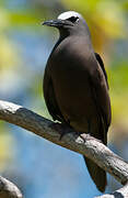 Brown Noddy