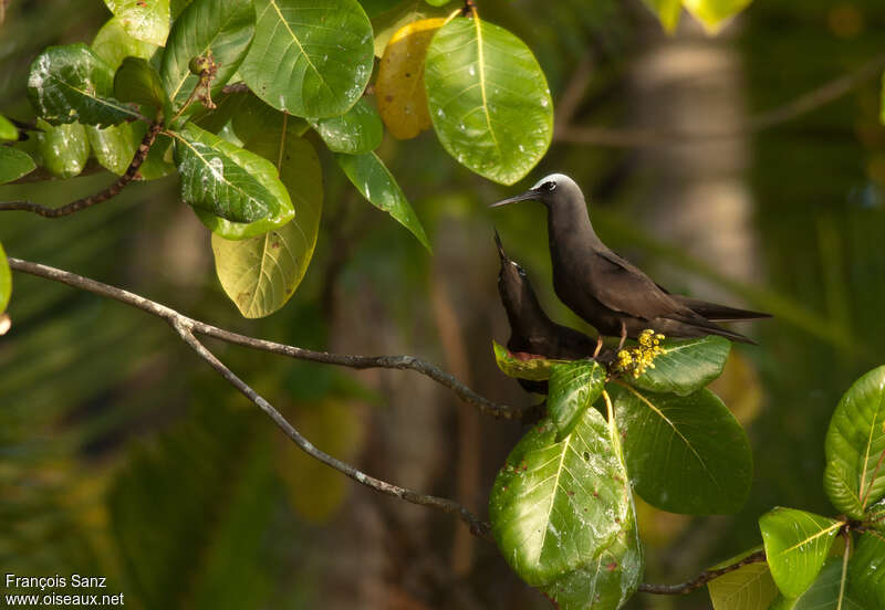 Black Noddyadult, Reproduction-nesting