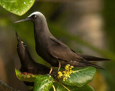 Black Noddy