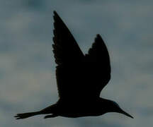 Black Noddy