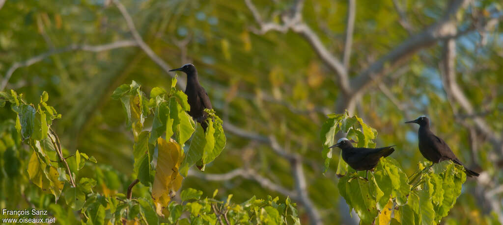 Black Noddyadult, habitat