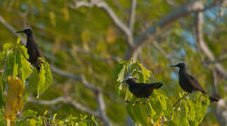 Black Noddy