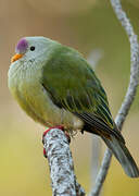 Atoll Fruit Dove