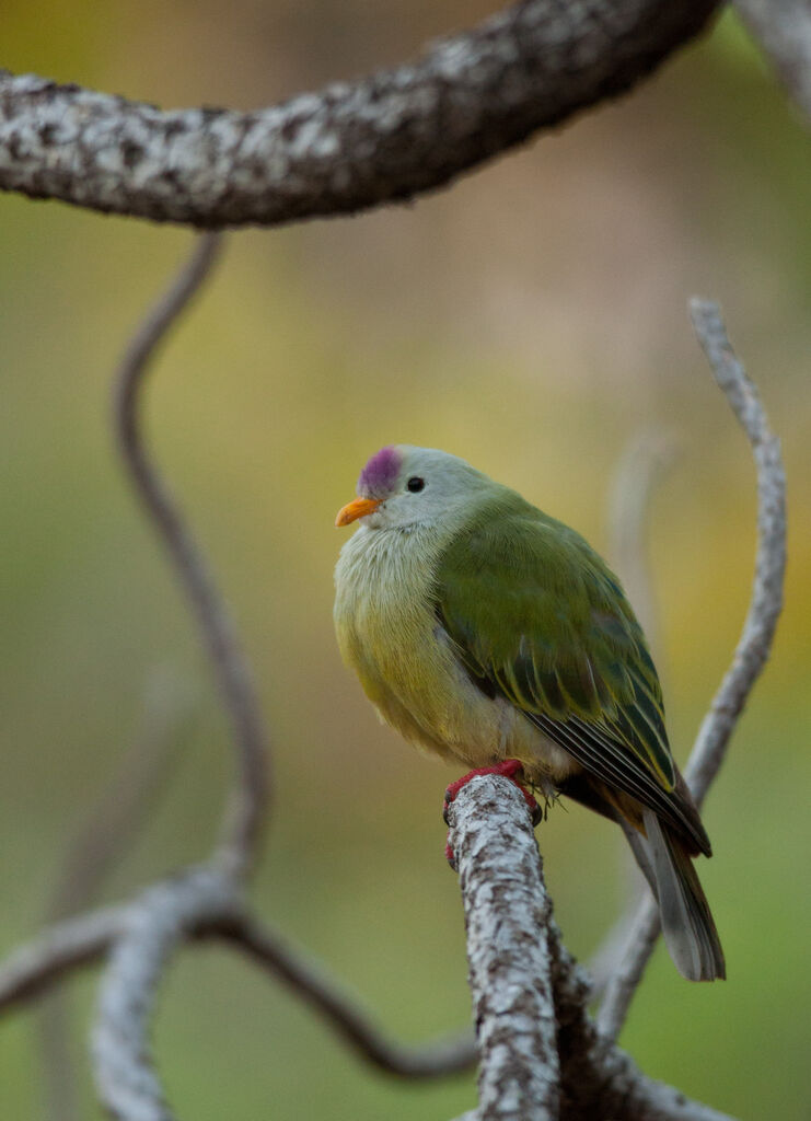 Atoll Fruit Doveadult