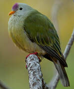 Atoll Fruit Dove