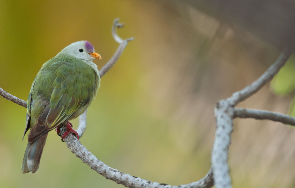 Atoll Fruit Doveadult