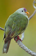 Atoll Fruit Dove