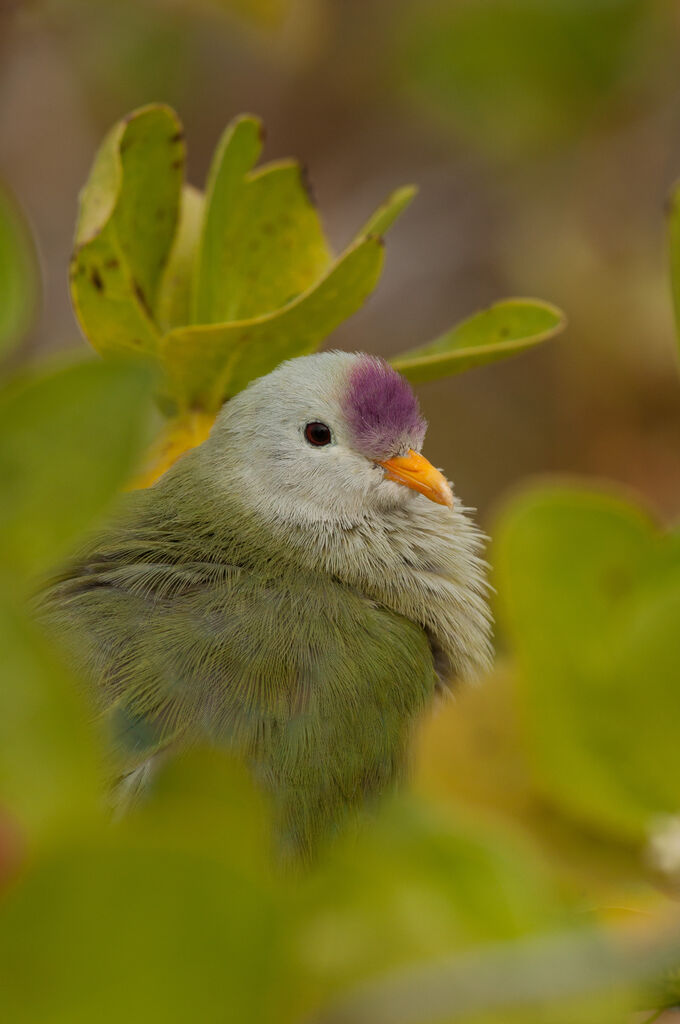 Atoll Fruit Doveadult