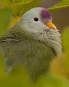 Atoll Fruit Dove