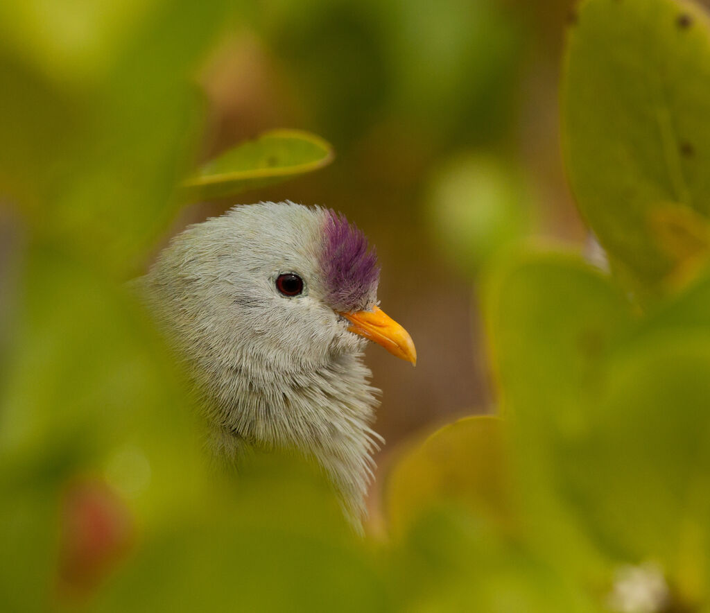 Atoll Fruit Doveadult