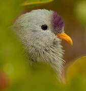 Atoll Fruit Dove