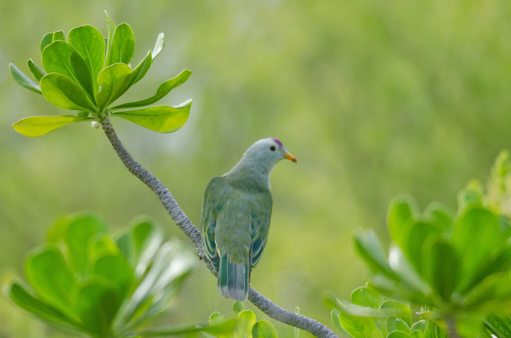 Atoll Fruit Doveadult