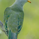 Ptilope des Touamotou