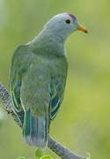 Atoll Fruit Dove