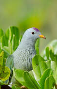 Atoll Fruit Dove