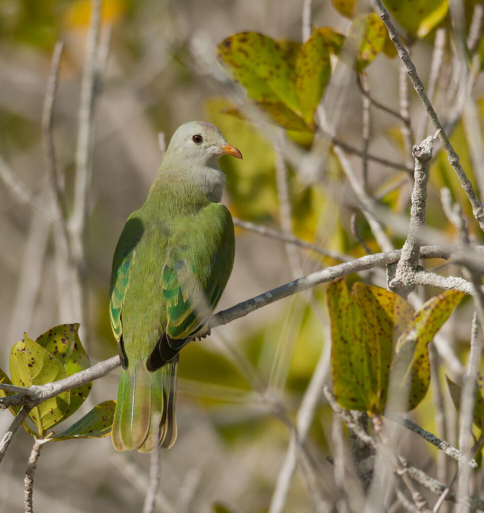 Atoll Fruit DoveFirst year