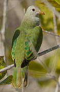 Atoll Fruit Dove