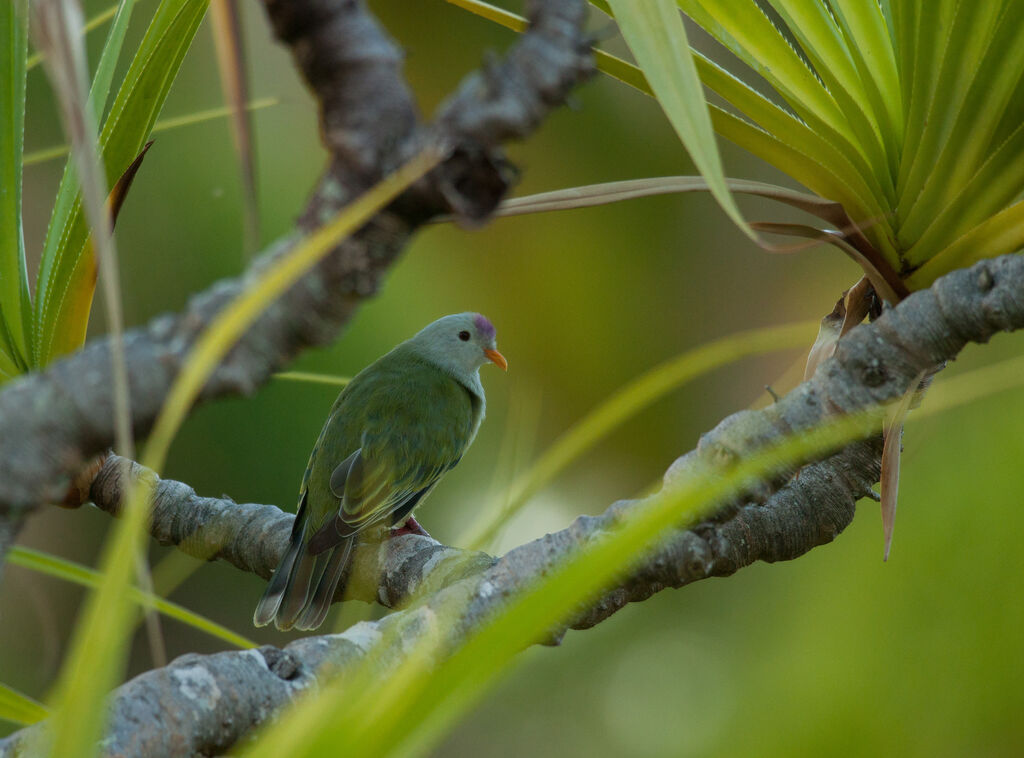 Atoll Fruit Doveadult