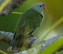 Atoll Fruit Dove