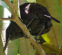 Tahiti Reed Warbler