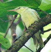 Tahiti Reed Warbler