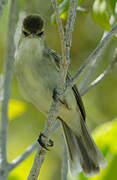 Tuamotu Reed Warbler