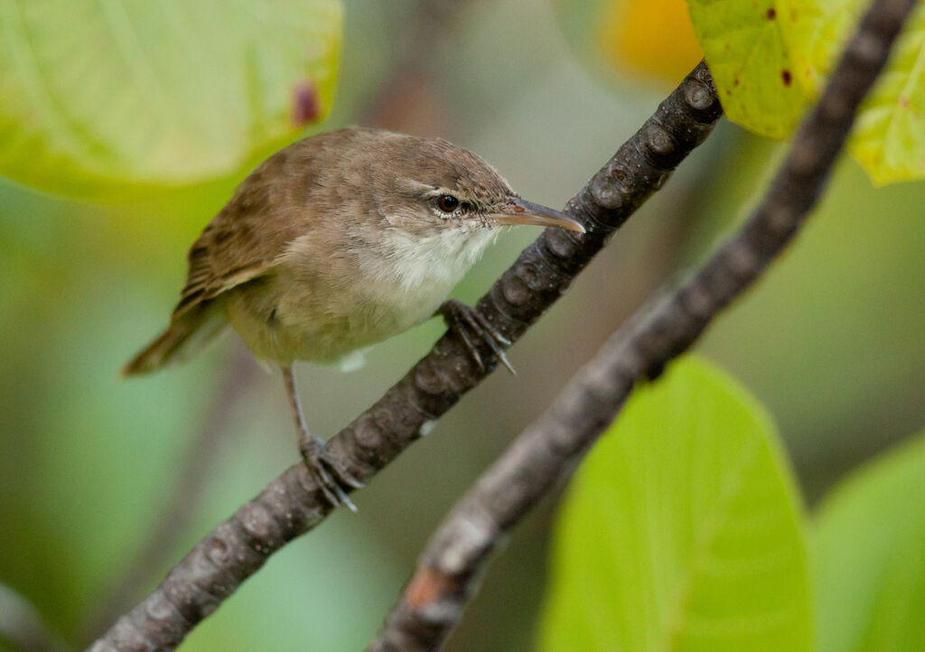 Tuamotu Reed Warbleradult