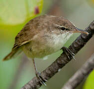 Tuamotu Reed Warbler