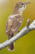 Tuamotu Reed Warbler