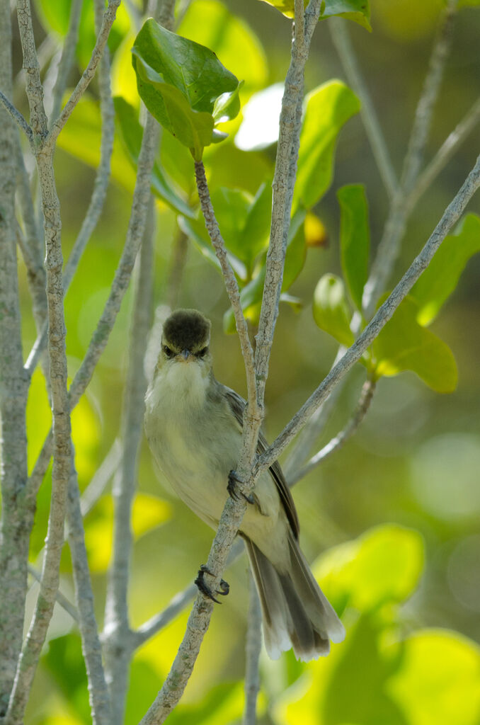 Tuamotu Reed Warbleradult, song