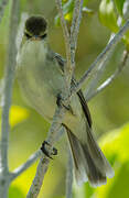 Tuamotu Reed Warbler