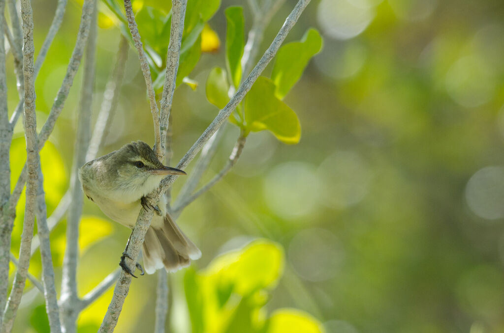 Tuamotu Reed Warbleradult