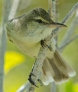 Tuamotu Reed Warbler