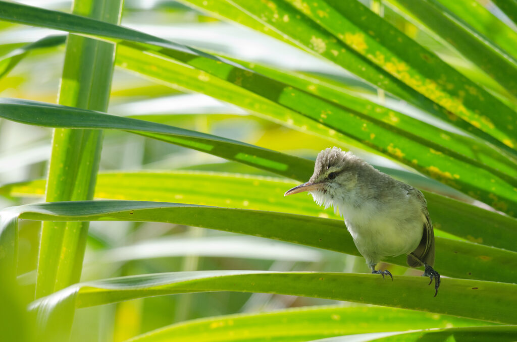 Tuamotu Reed Warbleradult