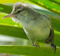 Tuamotu Reed Warbler