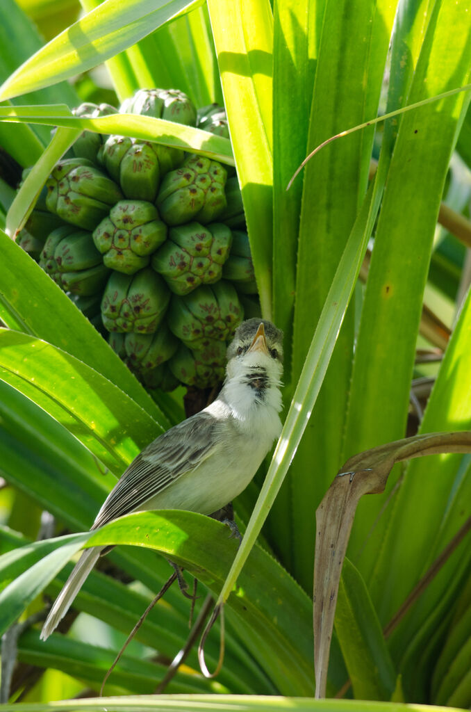 Tuamotu Reed Warbleradult, song