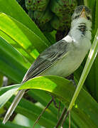 Tuamotu Reed Warbler