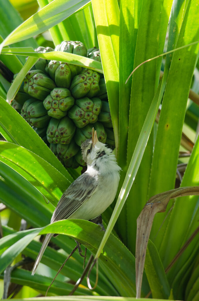 Tuamotu Reed Warbleradult, song